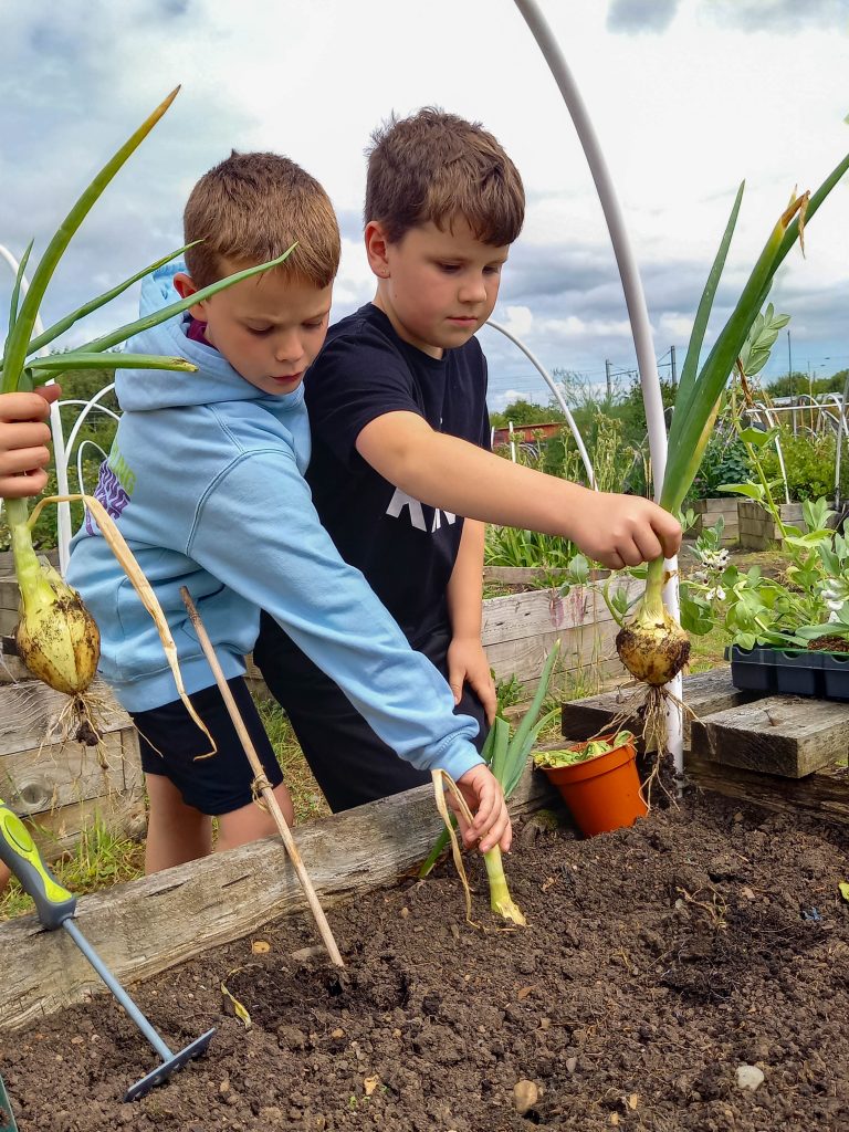 Two boys harvest large onions from a raised garden bed on a cloudy day.