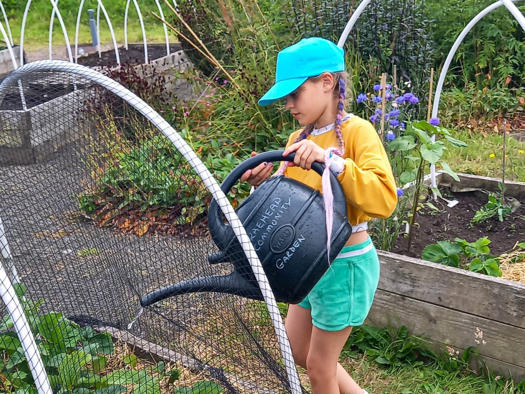 A young girl wearing a blue cap waters green plants in a garden with a black watering can.