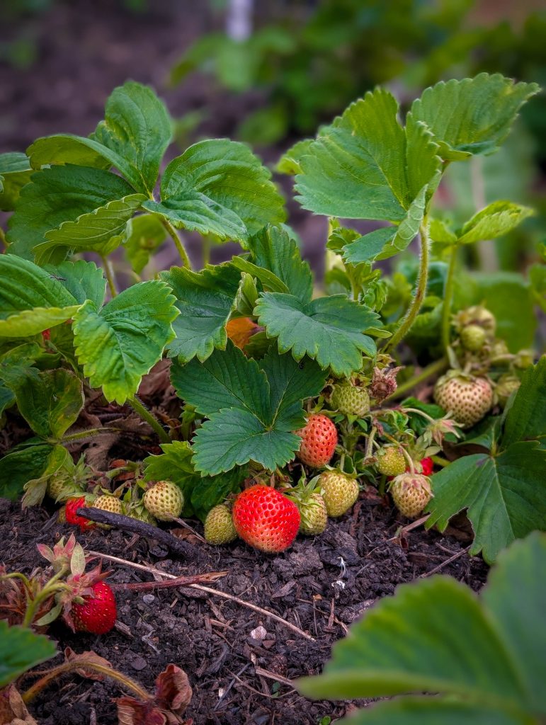 Strawberry plant with ripe red strawberries and unripe green berries growing in soil.