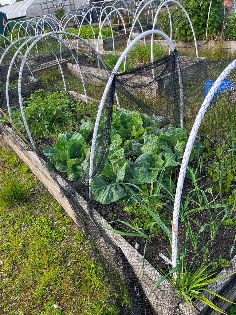 Raised vegetable beds covered with protective netting contain cabbages, onions, and a variety of leafy greens.