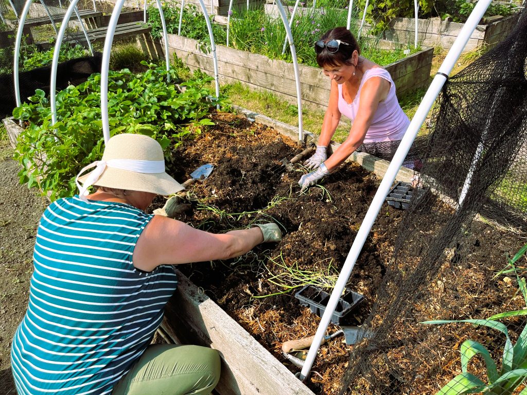 Two women work side by side in a raised vegetable bed, caring for plants under bright sunlight.