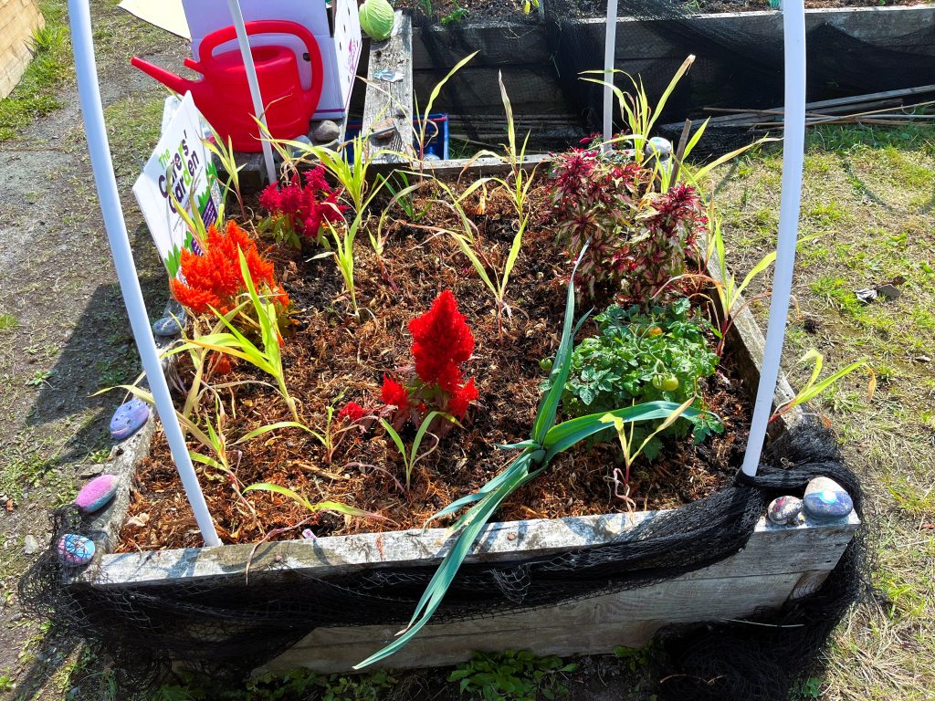 A raised garden bed contains colorful plants, bordered by painted rocks with a watering can placed close to the garden bed.